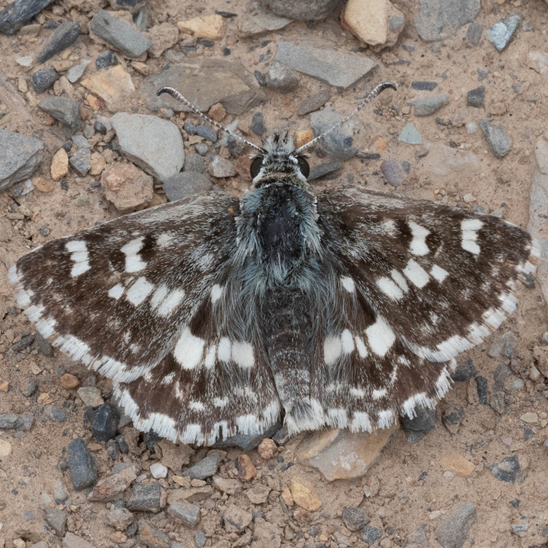 Muschampia plurimacula