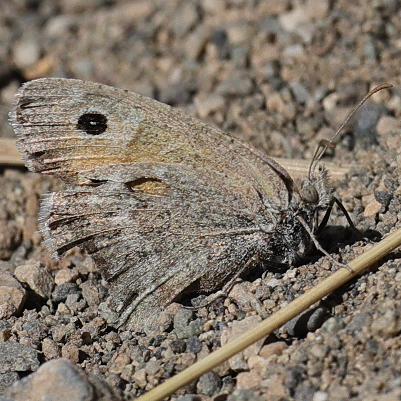 Hyponephele kocaki