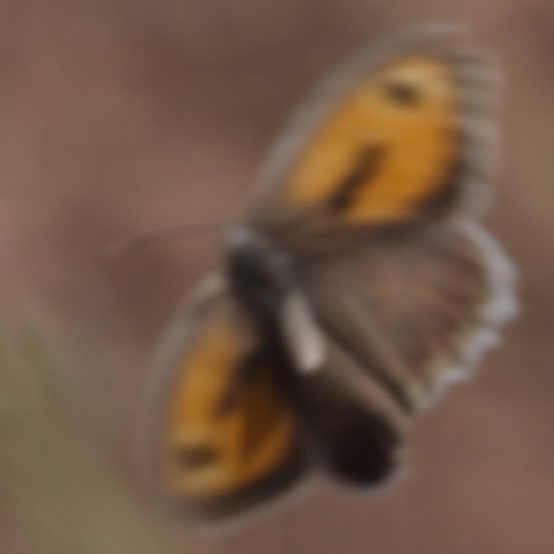 Hyponephele cadusia