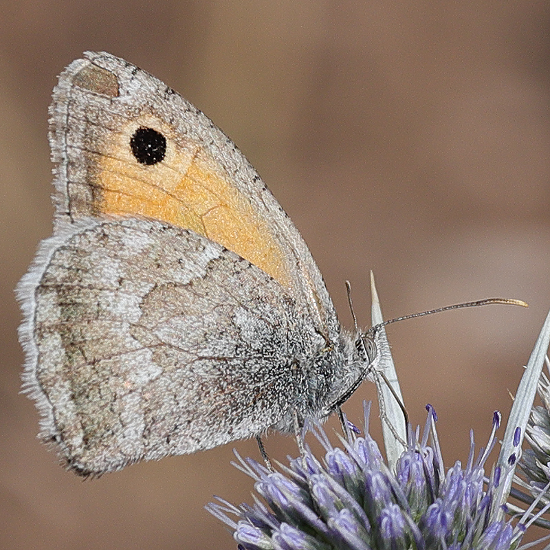 Hyponephele cadusia
