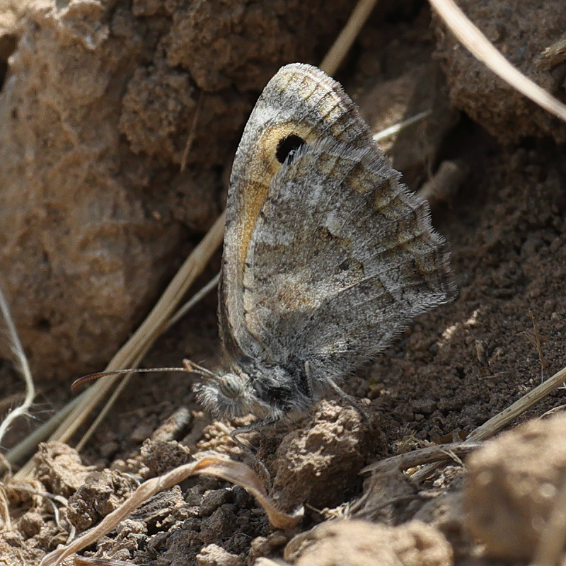 Hyponephele cadusia