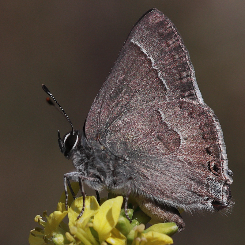 Satyrium tetra
