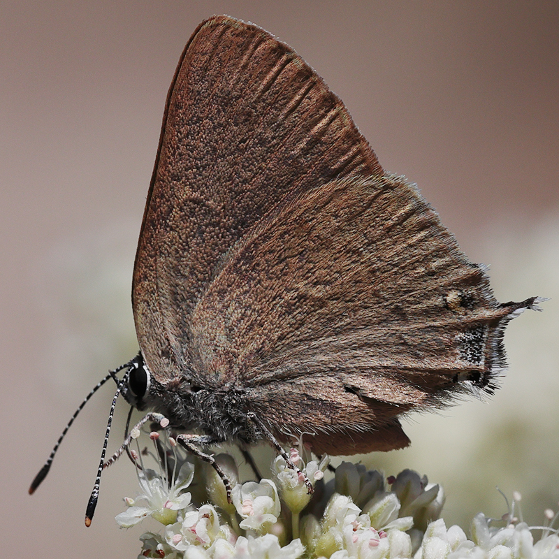 Satyrium auretorum