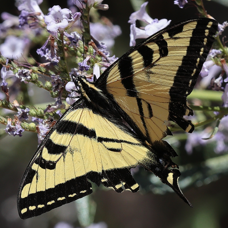 Papilio rutulus