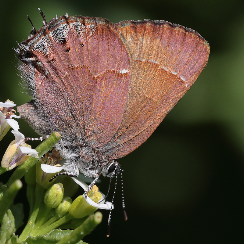 Callophrys nelsoni