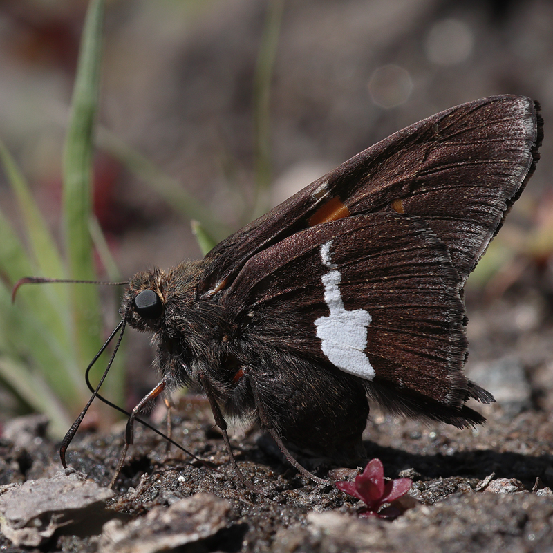 Epargyreus clarus