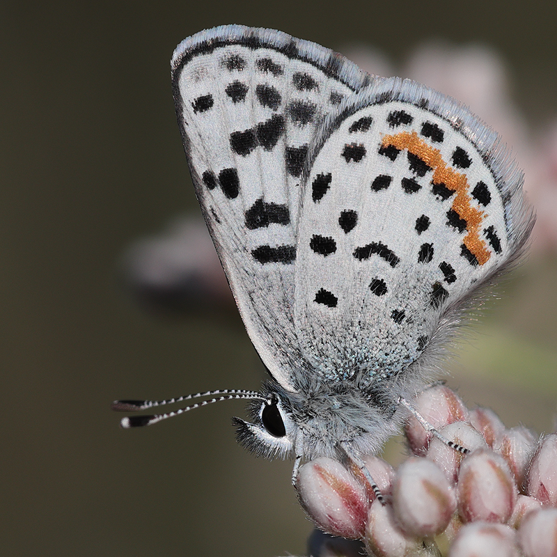 Euphilotes bernardino