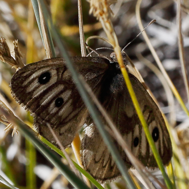 Neominois ridingsii