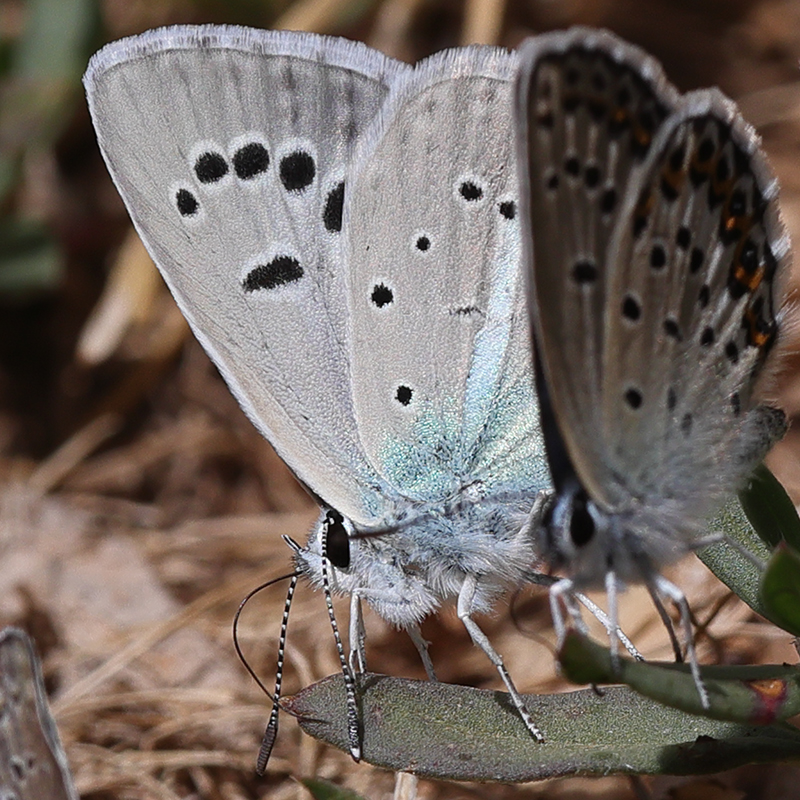 Polyommatus surakovi (sekerciogliu)