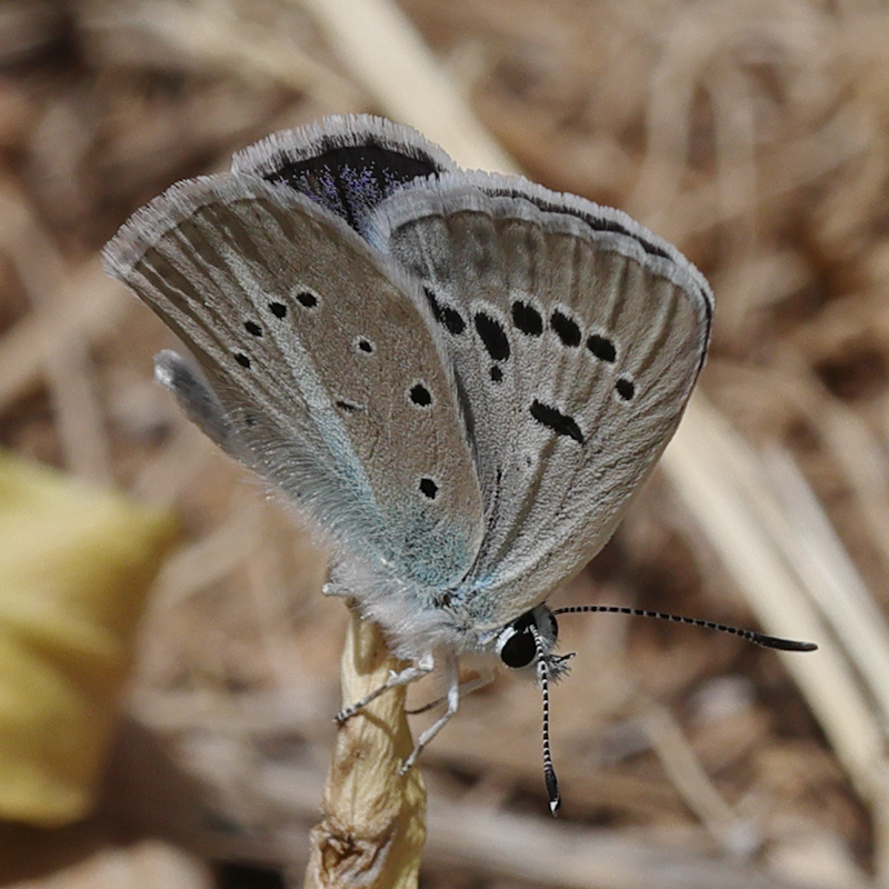 Polyommatus surakovi (sekerciogliu)