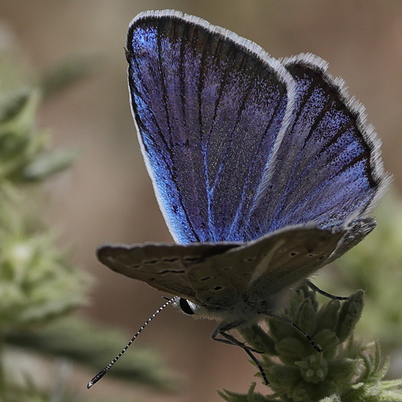 Polyommatus surakovi (sekerciogliu)