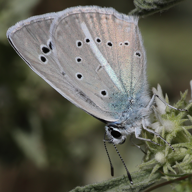 Polyommatus surakovi (sekerciogliu)