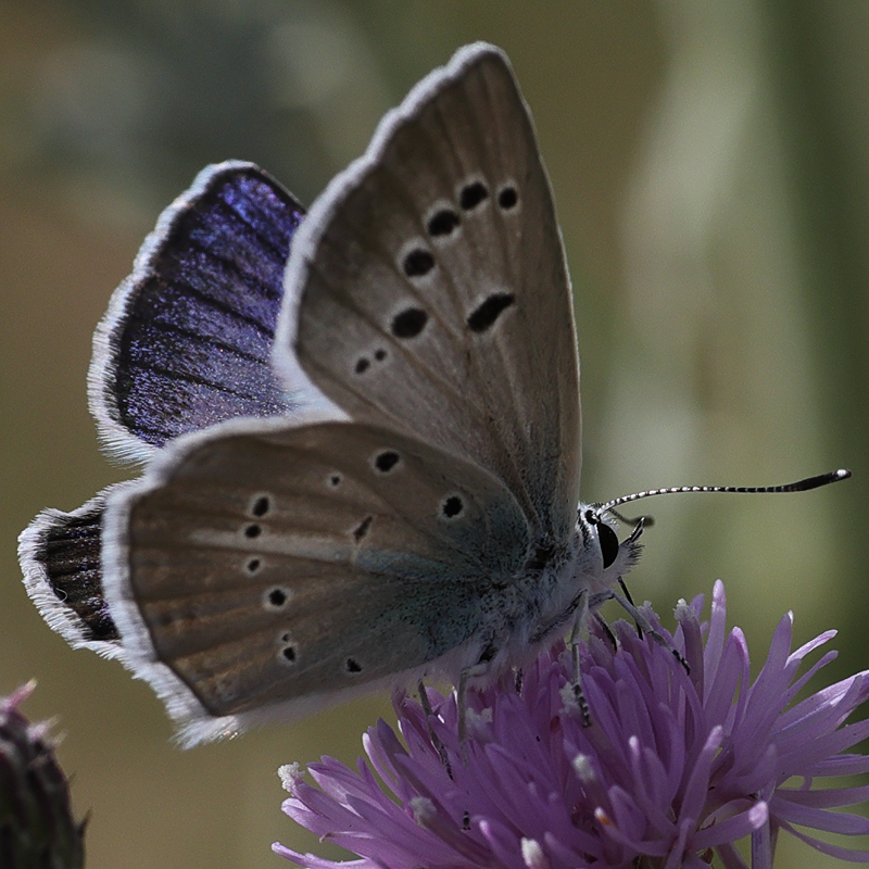 Polyommatus surakovi (sekerciogliu)