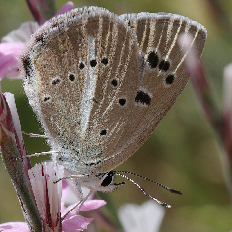 Polyommatus surakovi (sekerciogliu) (female)