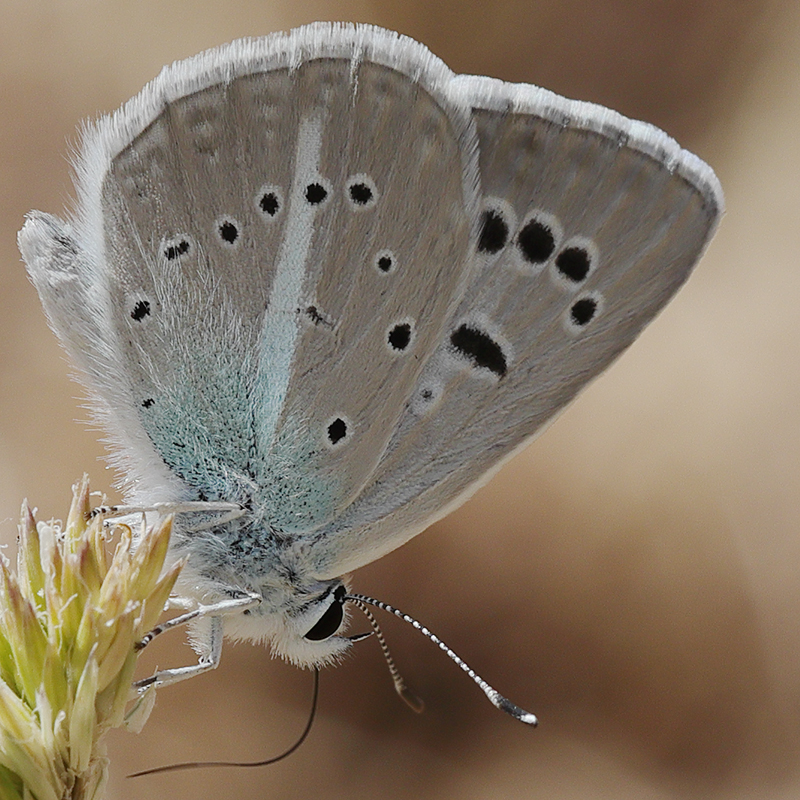 Polyommatus surakovi (sekerciogliu)
