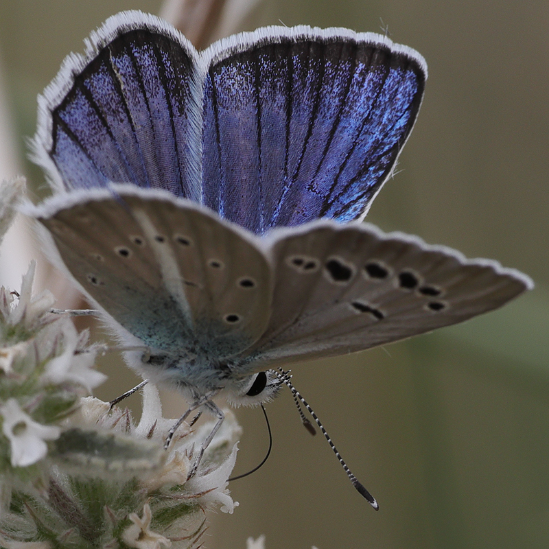 Polyommatus surakovi (sekerciogliu)