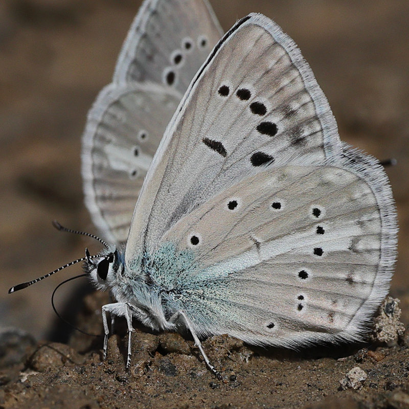 Polyommatus cyaneus
