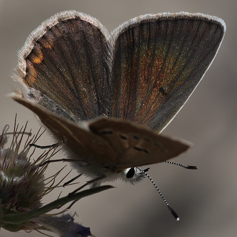 Polyommatus zapvadi female