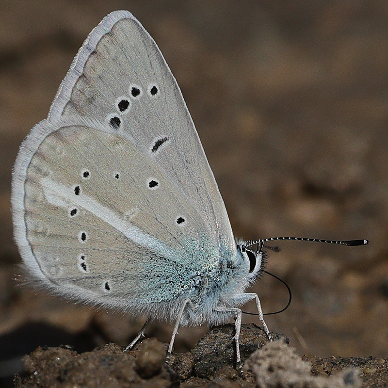 Polyommatus iphigenia