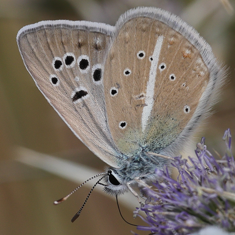 Polyommatus pierceae