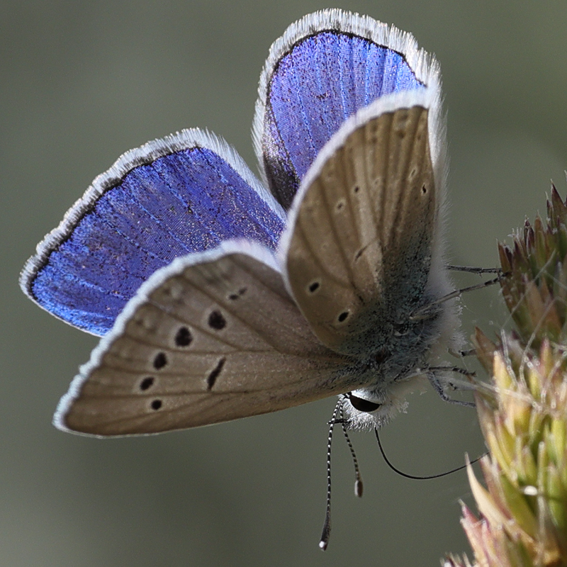 Polyommatus wagneri (iphiactis)