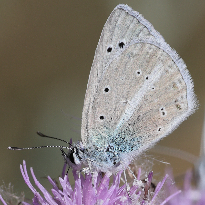 Polyommatus wagneri (iphiactis)