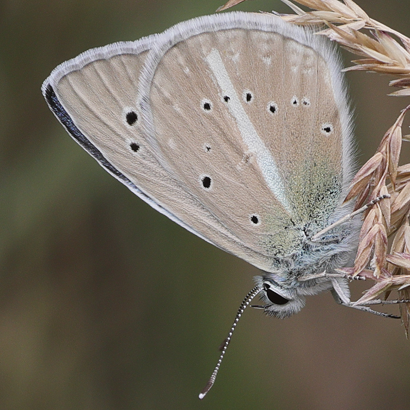 Polyommatus zapvadi