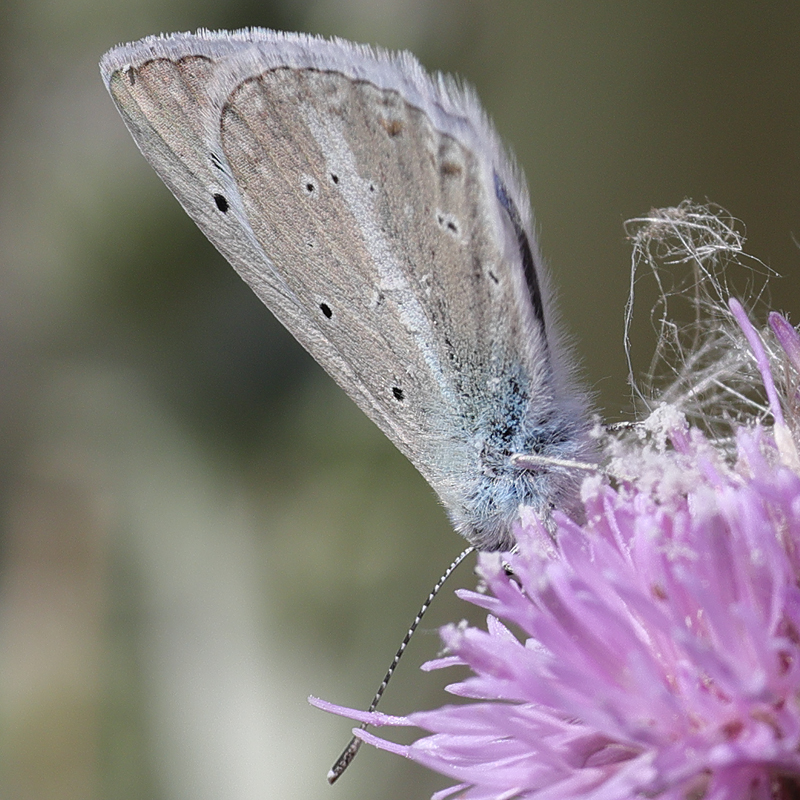Polyommatus wagneri (iphiactis)