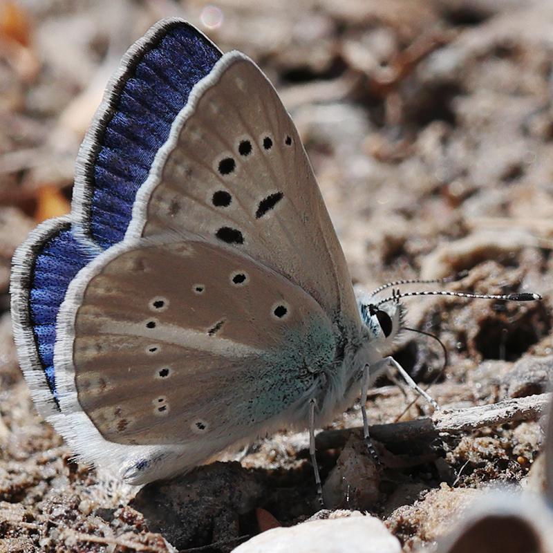 Polyommatus haigi