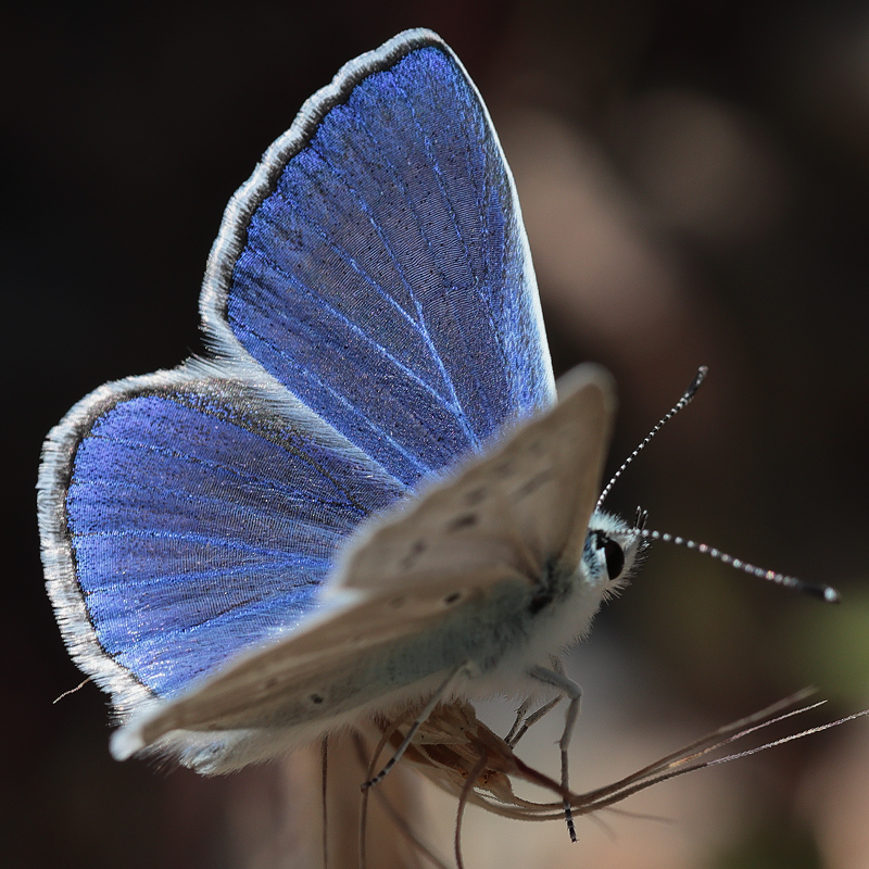 Polyommatus haigi