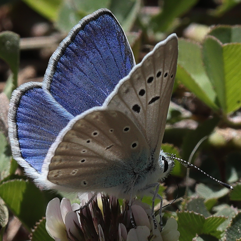 Polyommatus haigi