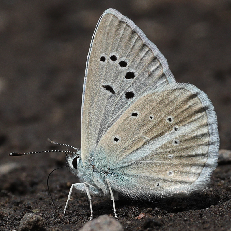 Polyommatus haigi