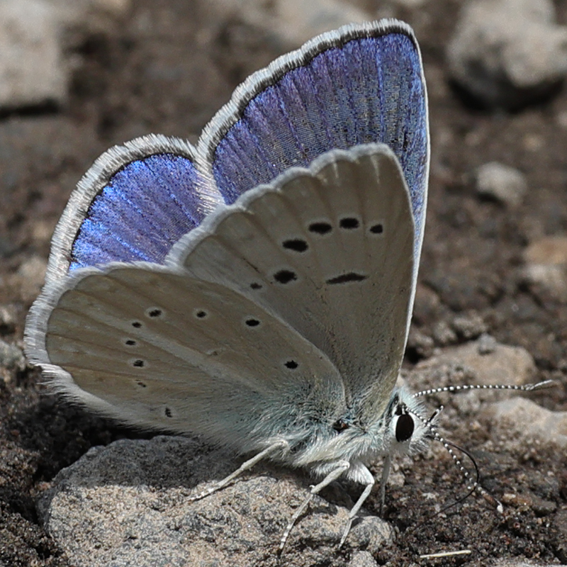 Polyommatus haigi