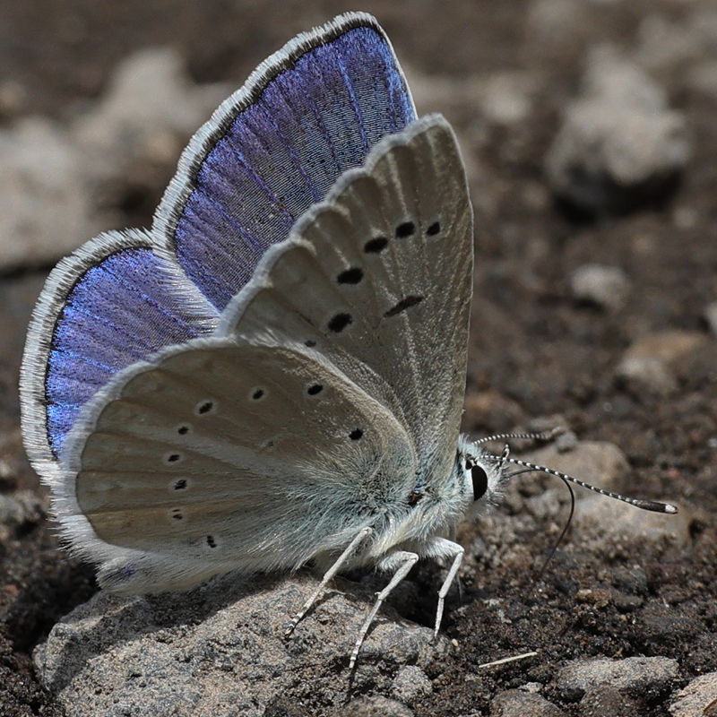 Polyommatus haigi