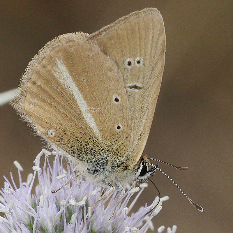 Polyommatus dantchenkoi