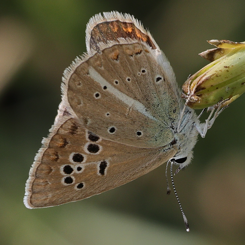Polyommatus zapvadi