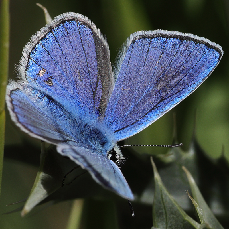 Polyommatus cyaneus