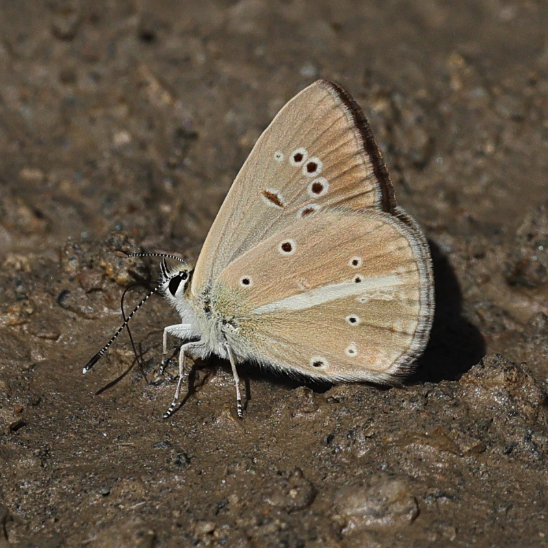 Polyommatus dantchenkoi