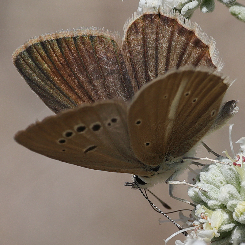 Polyommatus dantchenkoi female