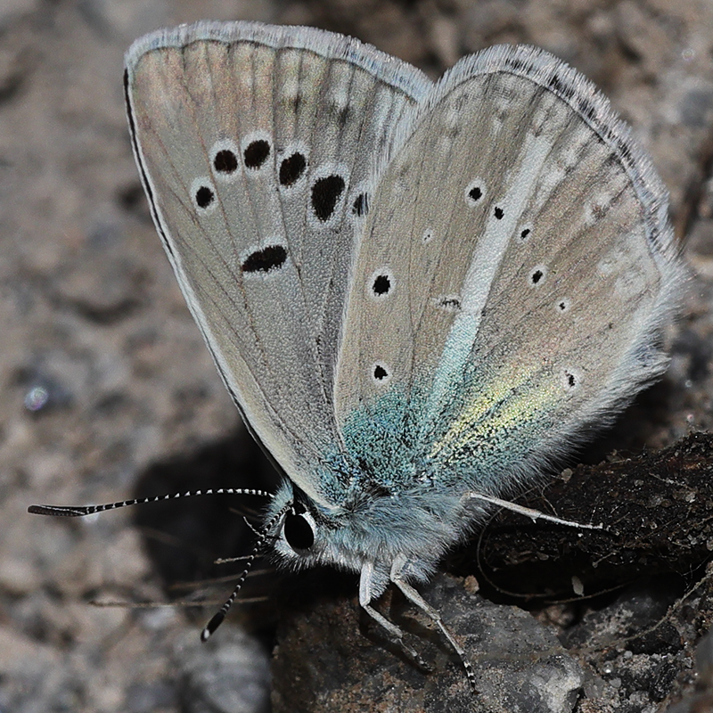 Polyommatus zapvadi