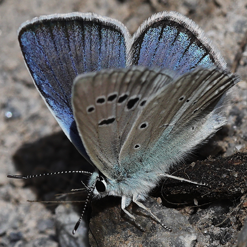 Polyommatus zapvadi