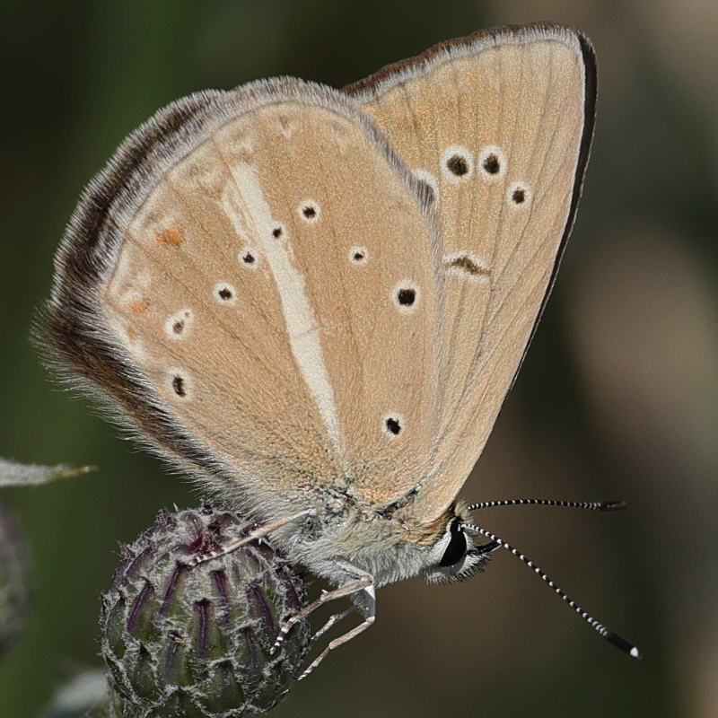 Polyommatus dantchenkoi female