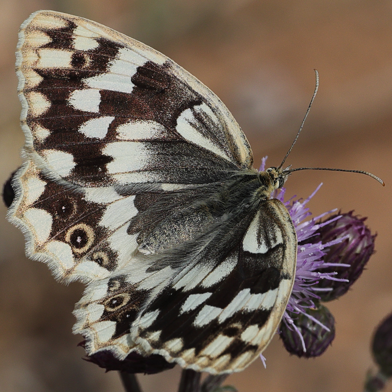 Melanargia hylata