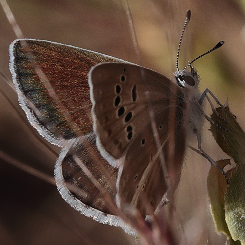 Polyommatus wagneri iphiactis female