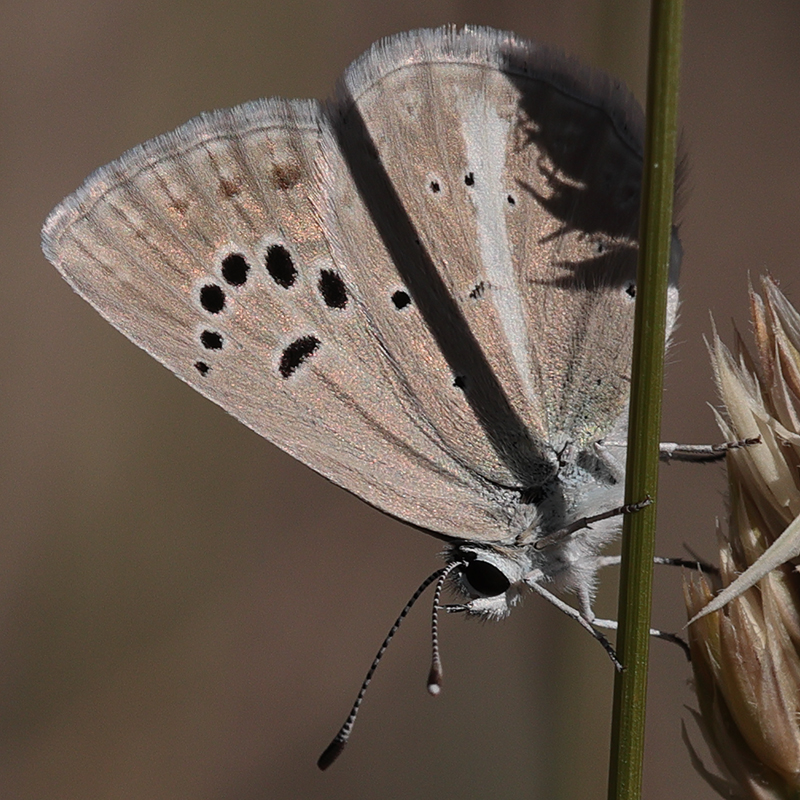 Polyommatus wagneri iphiactis female