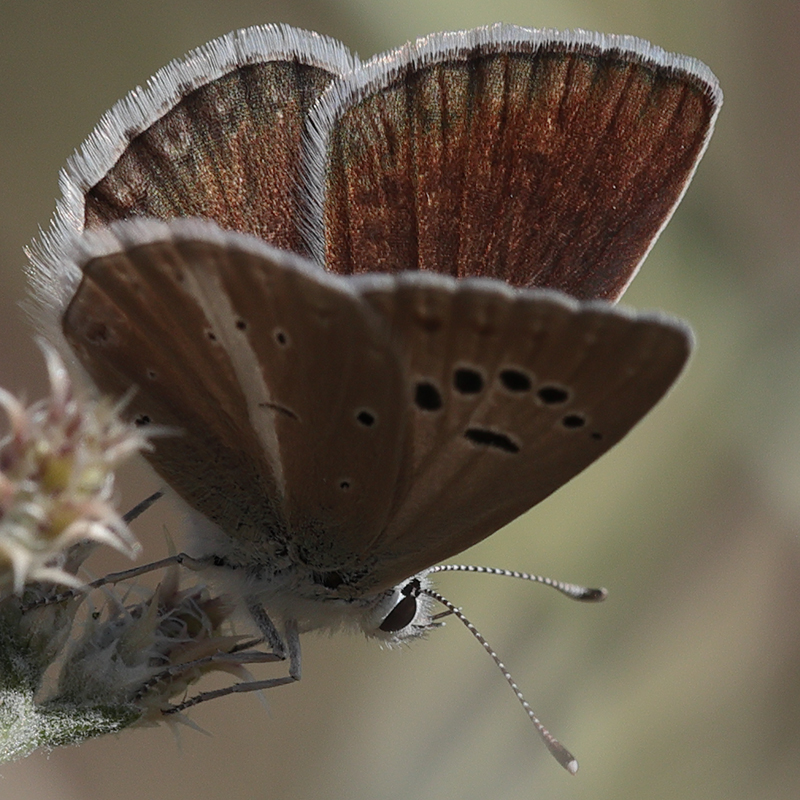 Polyommatus wagneri iphiactis female