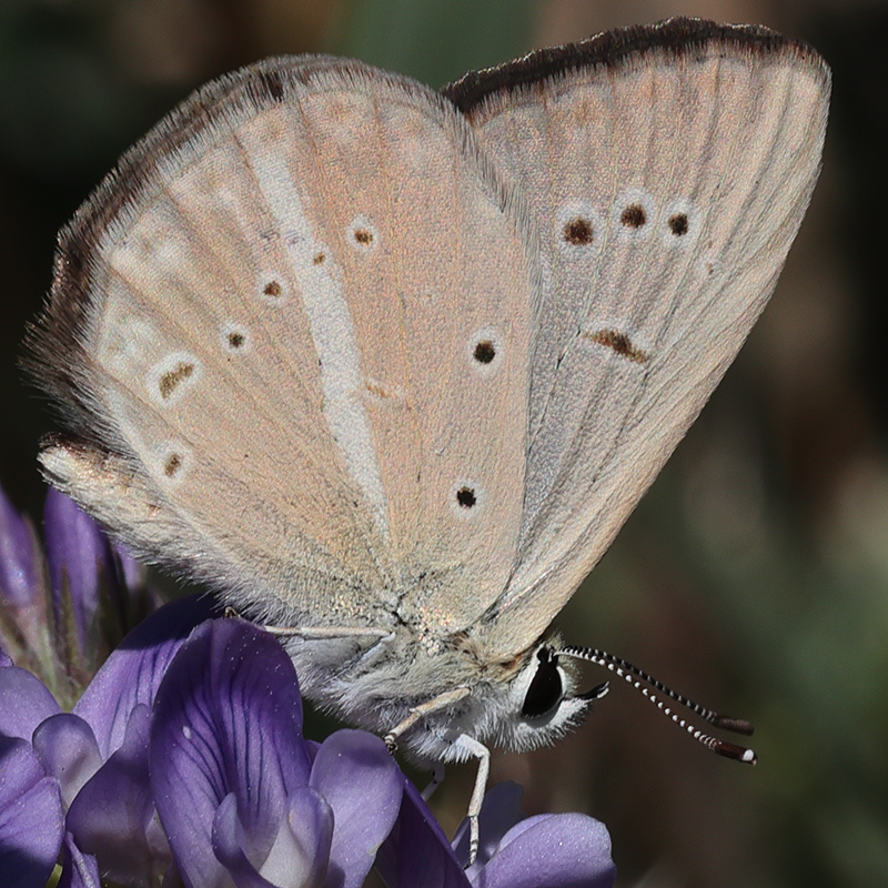 Polyommatus ripartii paralcestis