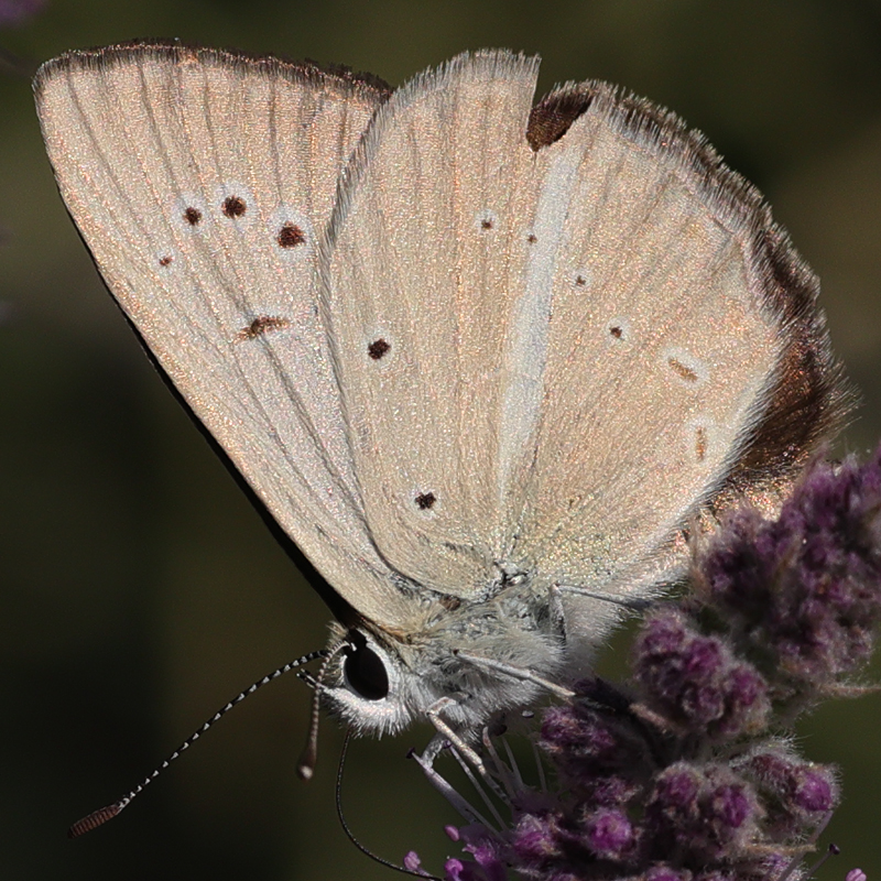 Polyommatus alcestis karacetinae