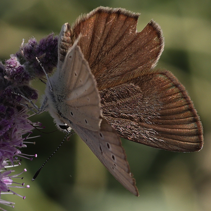 Polyommatus alcestis karacetinae