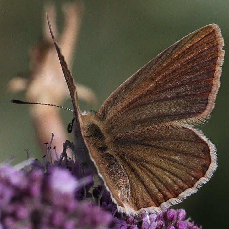 Polyommatus ripartii paralcestis female